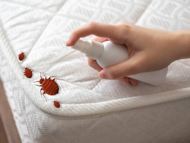 Best Insect Control  in Bayport, NY